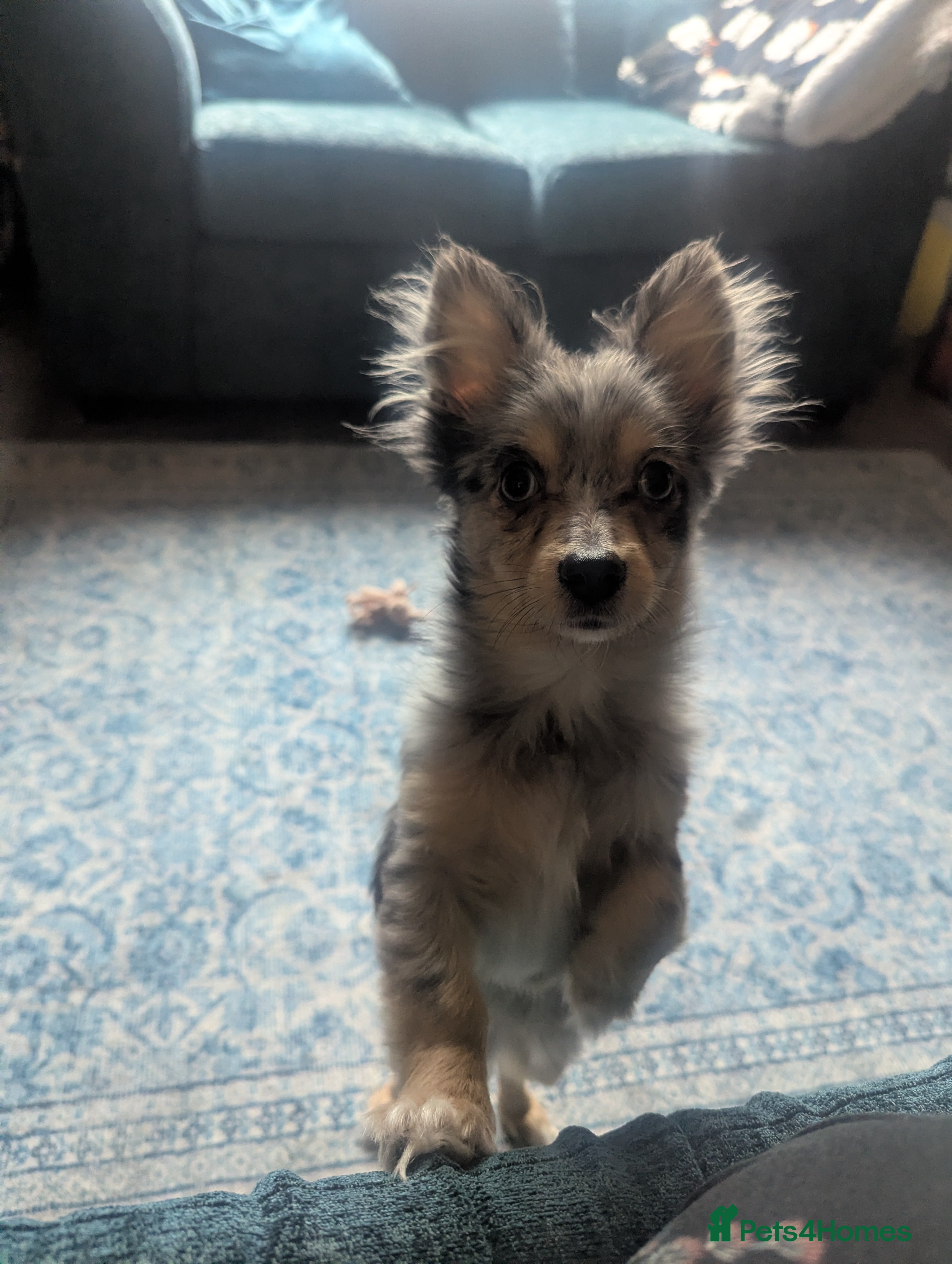 Pomchi dogs Pomchi looking for his forever home  - Advert 10