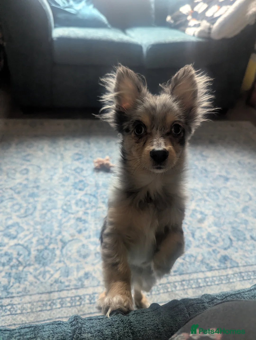 Pomchi dogs for sale: Pomchi looking for his forever home  - Advert 1