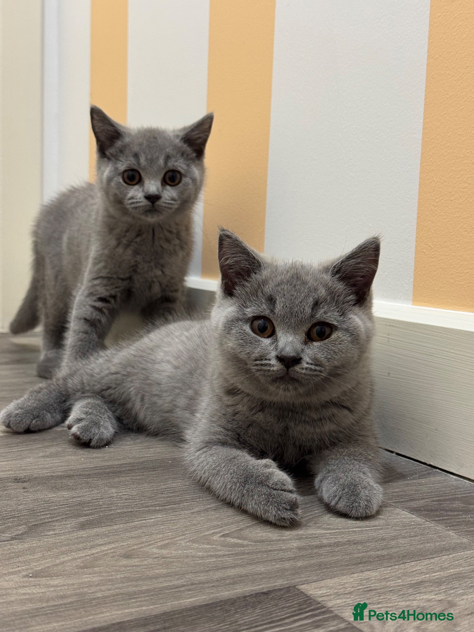 British Shorthair cats Beautiful Pure British Shorthair Blue Kittens  - Advert 1