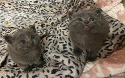 Russian Blue cats for sale: Two beautiful girl Russian blues 🫶 - Image 18