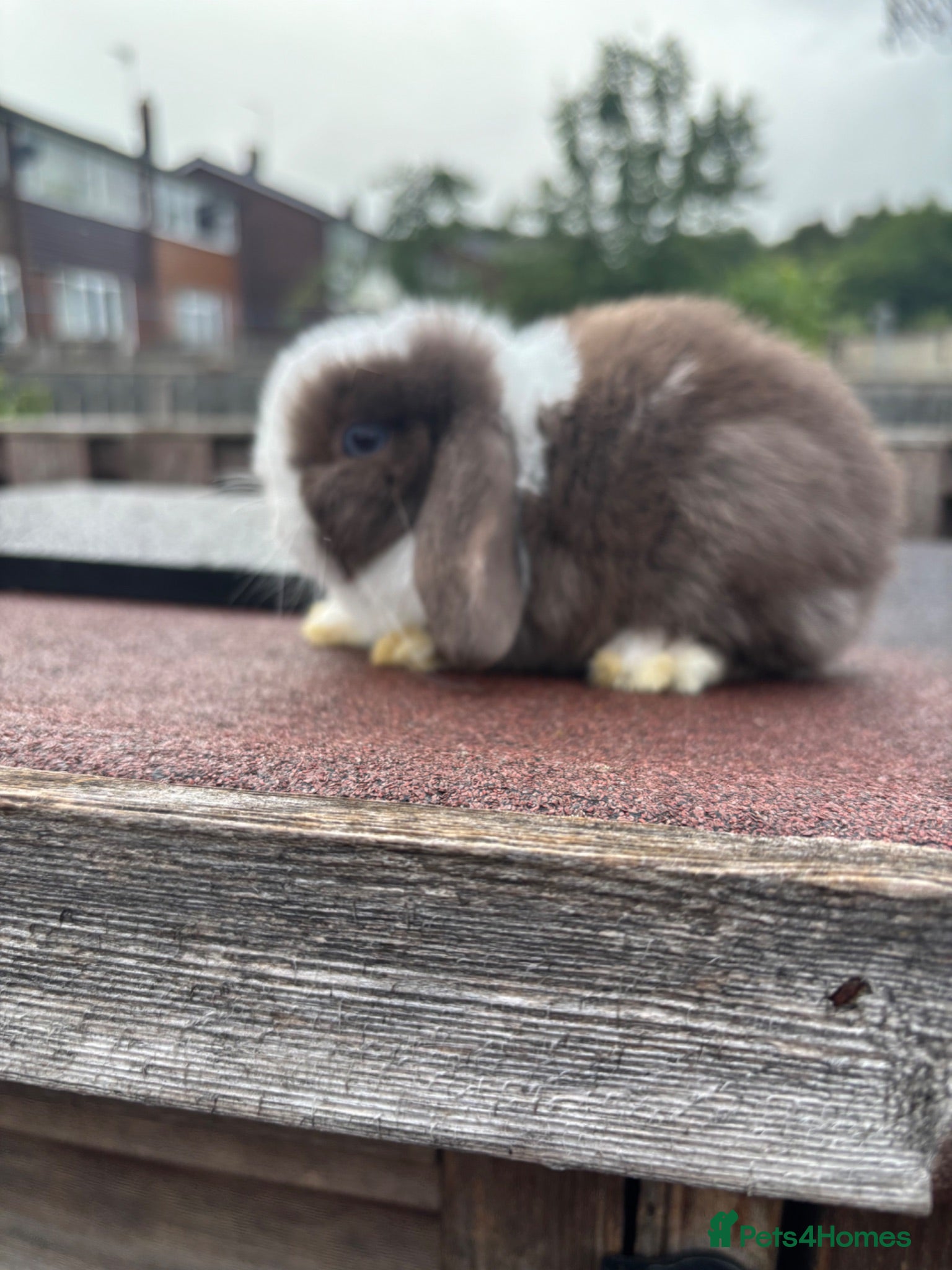 Mini Lop rabbits Mini Lop rabbits Ready to leave  - Advert 2