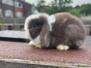Mini Lop rabbits Mini Lop rabbits Ready to leave - Advert 2