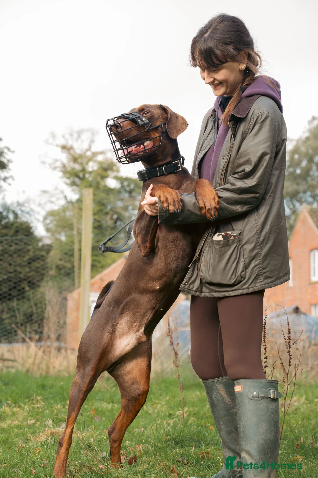 Dobermann dogs for sale: Male Doberman  - Advert 5