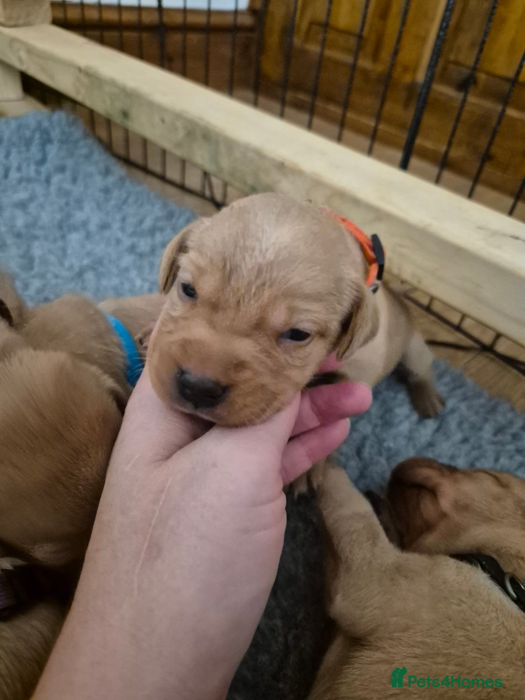 Labrador Retriever dogs for sale: Kc Registered Red labrador puppies  - Image 11