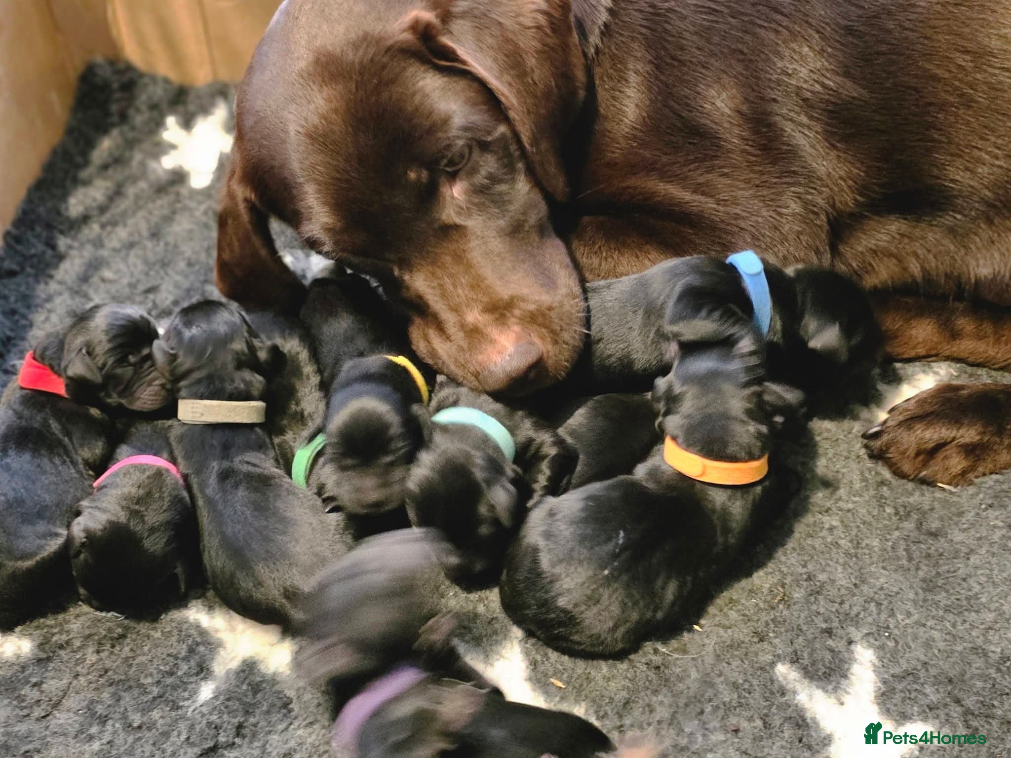 Labrador Retriever dogs Gorgeous Black Labrador Puppies - Advert 1