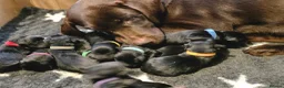 Labrador Retriever dogs for sale: Gorgeous Black Labrador Puppies - Advert 3