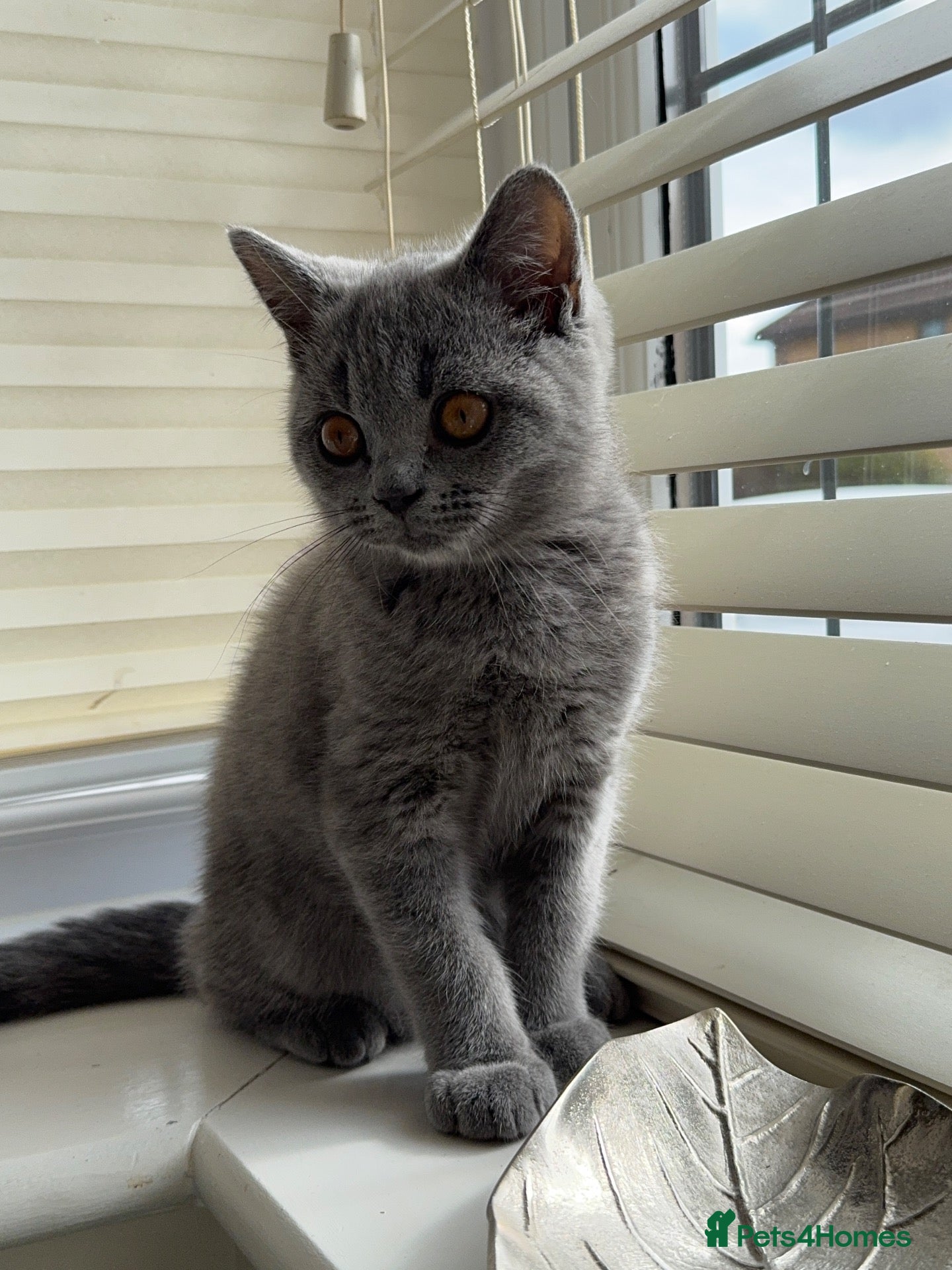 British Shorthair cats *READY NOW* Beautiful BSH Blue Boy – GCCF Reg - Advert 2