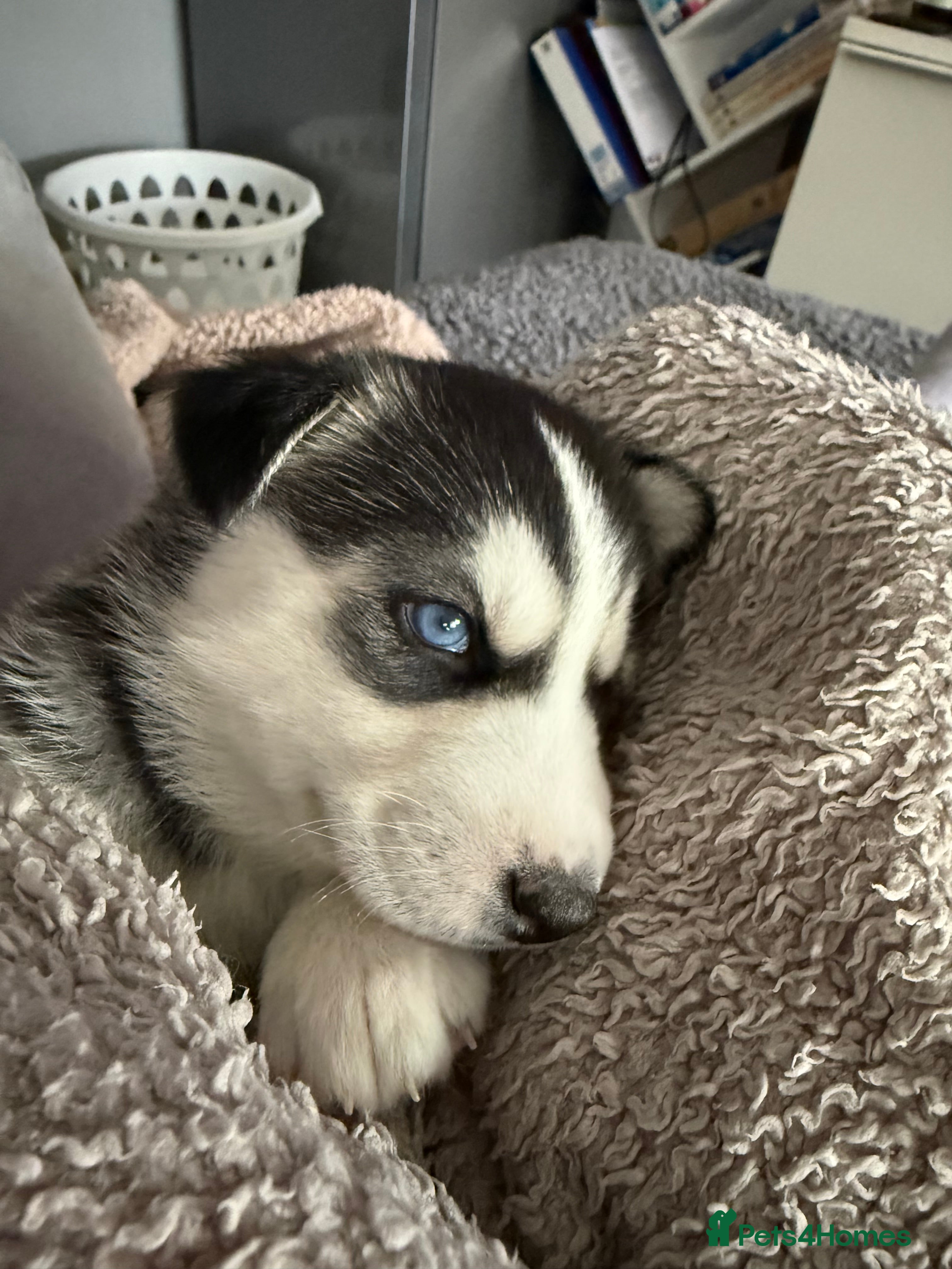 Siberian Husky dogs Gorgeous, Healthy & Fully Insured Siberian puppies in Stanmore - Advert 10