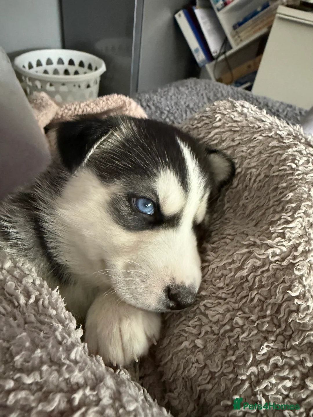 Siberian Husky dogs for sale: Gorgeous, Healthy & Fully Insured Siberian puppies in Stanmore - Advert 1