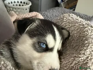 Siberian Husky dogs Gorgeous, Healthy & Fully Insured Siberian puppies in Stanmore - Advert 10