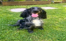 Cockapoo dogs for sale: Gorgeous F2b show type Cockapoo babies blue merles - Image 10