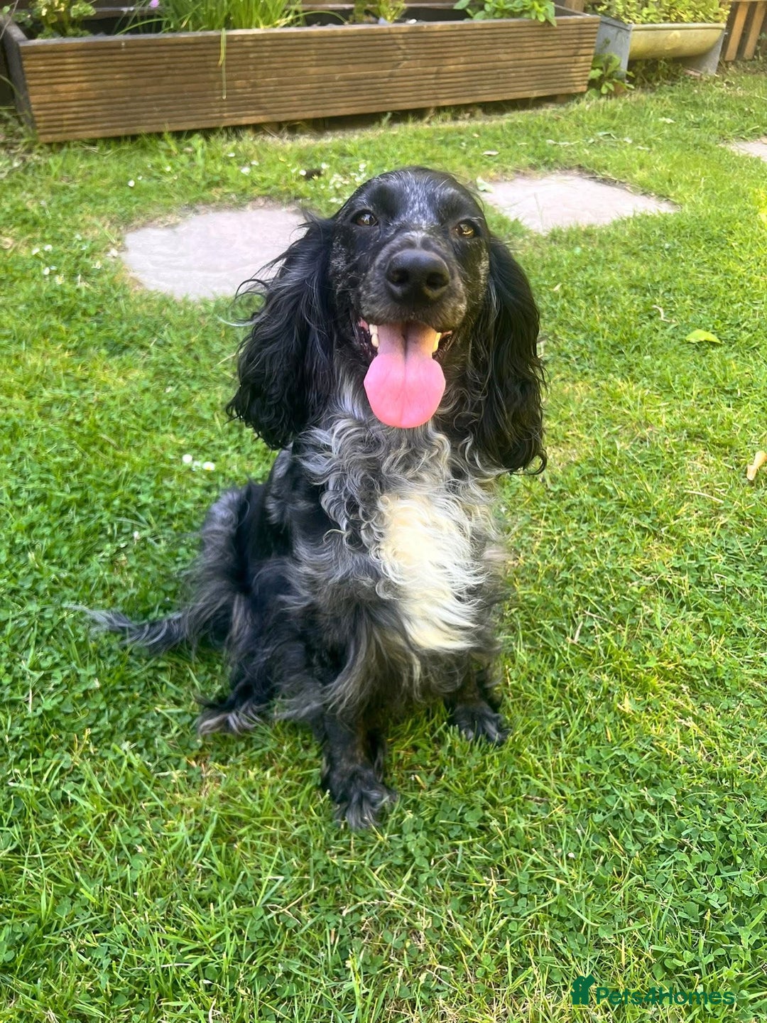 Cockapoo dogs for sale: Gorgeous F2b show type Cockapoo babies blue merles - Image 10