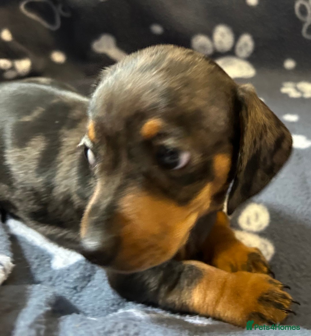 Miniature Dachshund dogs for sale: Stunning Miniature Dachshund Pups - Image 10