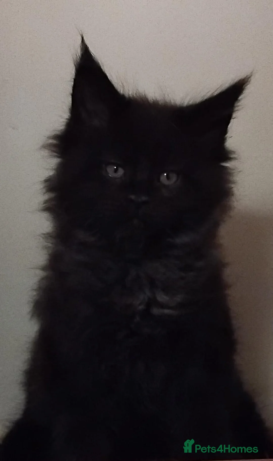 Maine Coon cats for sale: Maine Coons Kittens For Sale  - Advert 3