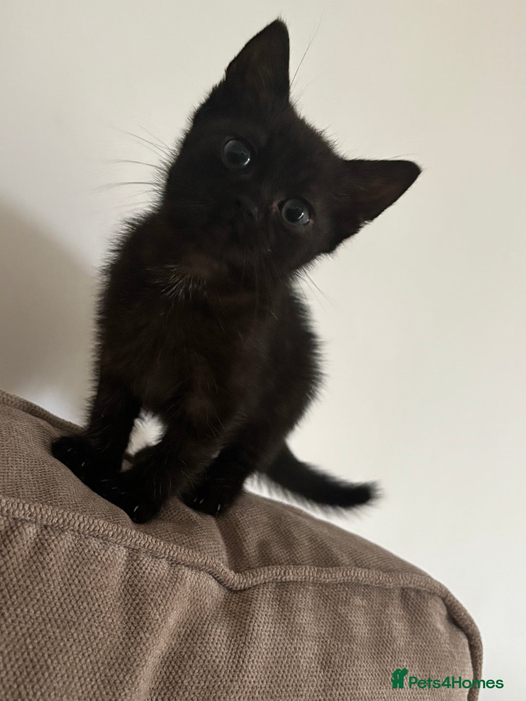 British Shorthair cats for sale: Black girl kitten  - Advert 2
