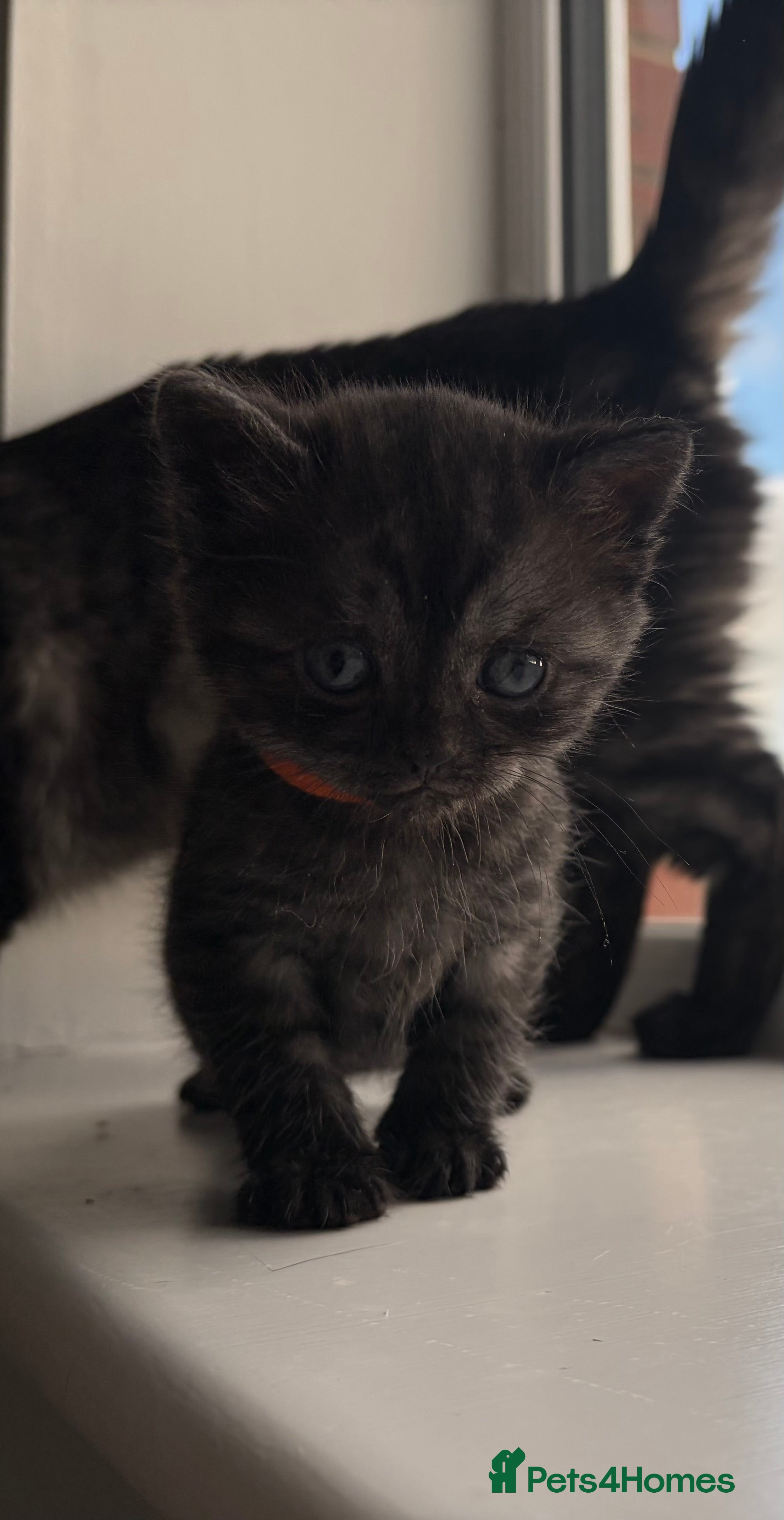 British Shorthair cats Beautiful British Shorthair Kittens  - Advert 9