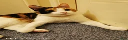 Mixed Breed cats for sale: New home needed for Phoenix. in Bicester - Advert 3