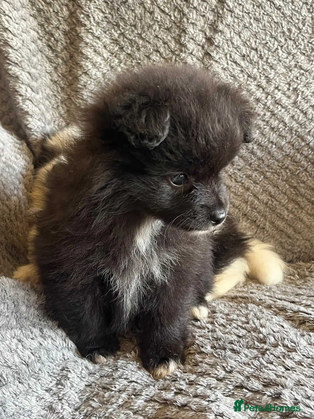 Mixed Breed dogs for sale: Lovely fluffy puppies ❤️ - Advert 12