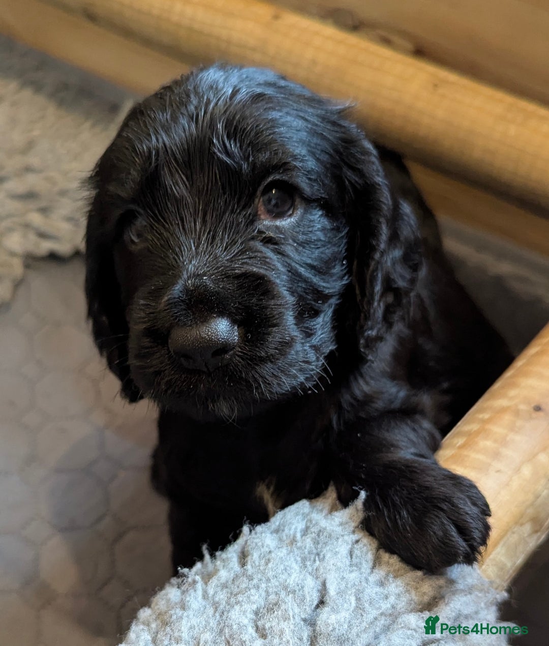 Cocker Spaniel dogs for sale: Beautiful Cocker Spaniel Puppies  - Image 6