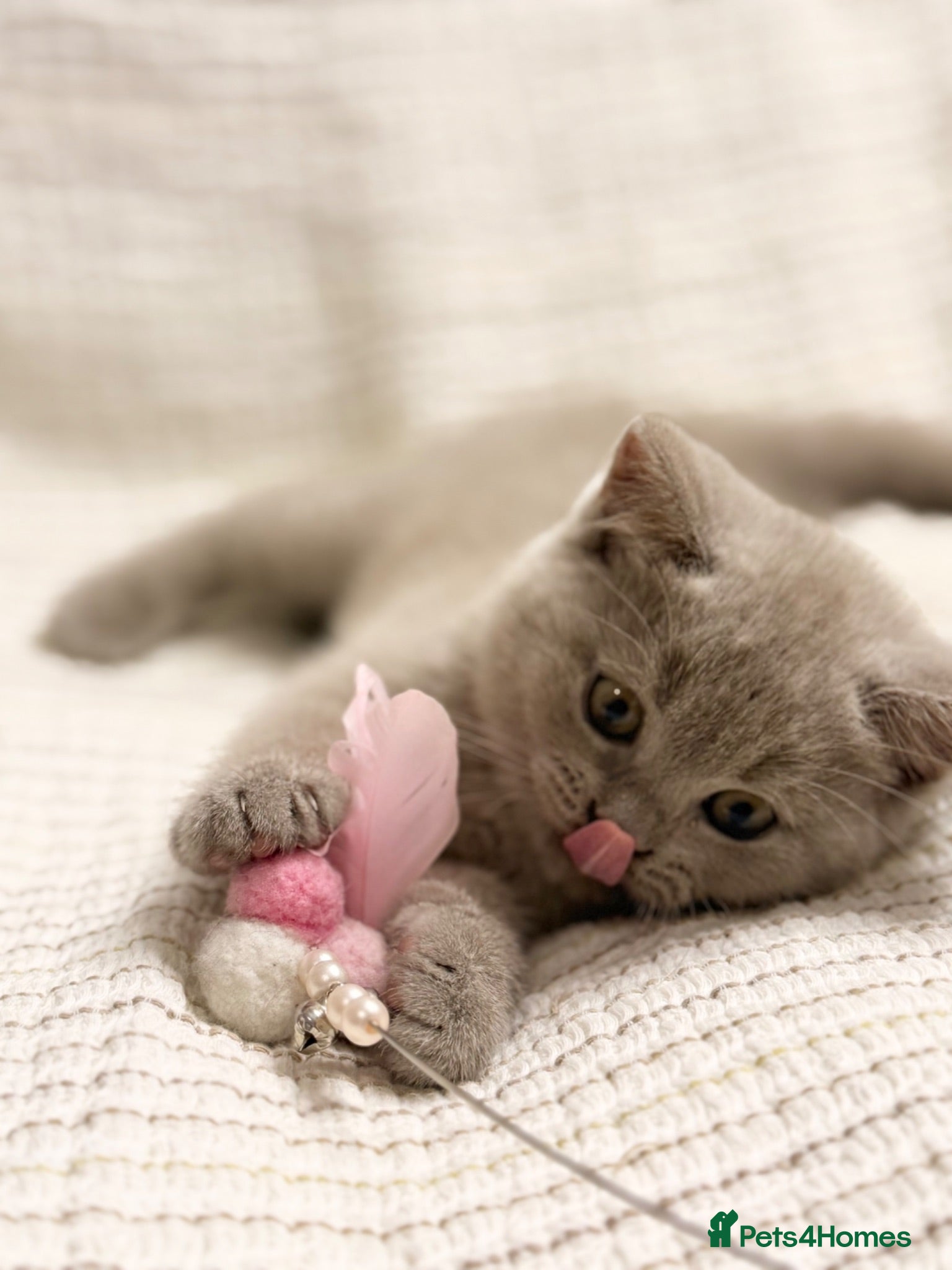 British Shorthair cats for sale: no deposit! VERY CUDDLY/LAP 100% Pure CHAMPIONS - Advert 1