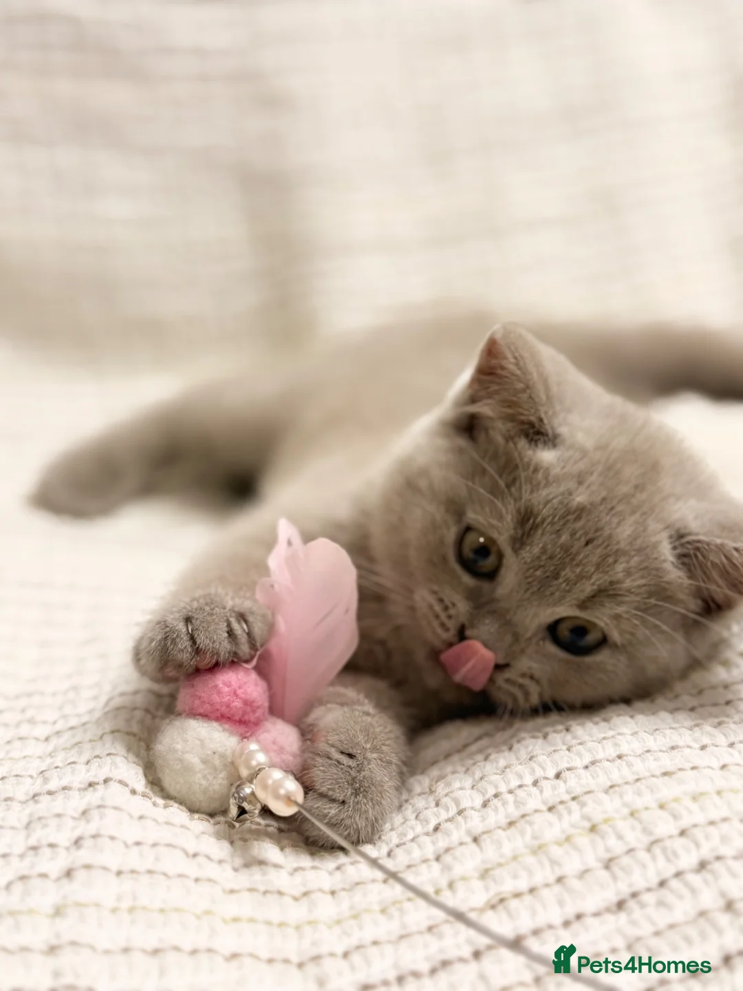 British Shorthair cats for sale: no deposit! VERY CUDDLY/LAP 100% Pure CHAMPIONS - Advert 1