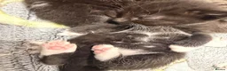 Mixed Breed cats for sale: 8 gorgeous kittens  - Advert 11