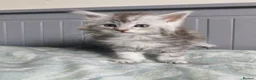 Maine Coon cats for sale: Pure Maine coons kittens ❤️❤️  - Advert 9