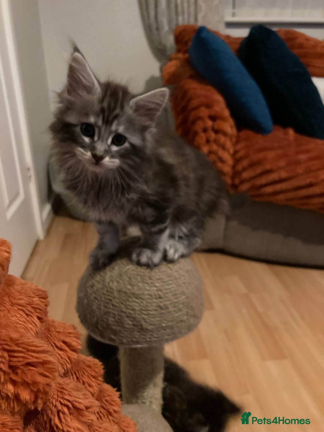 Maine Coon cats for sale: Maine Coon kittens - Advert 3