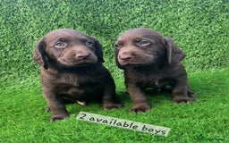 Cockerdor dogs for sale: READY NOW CHOCOLATE COCKERDORS - Image 8