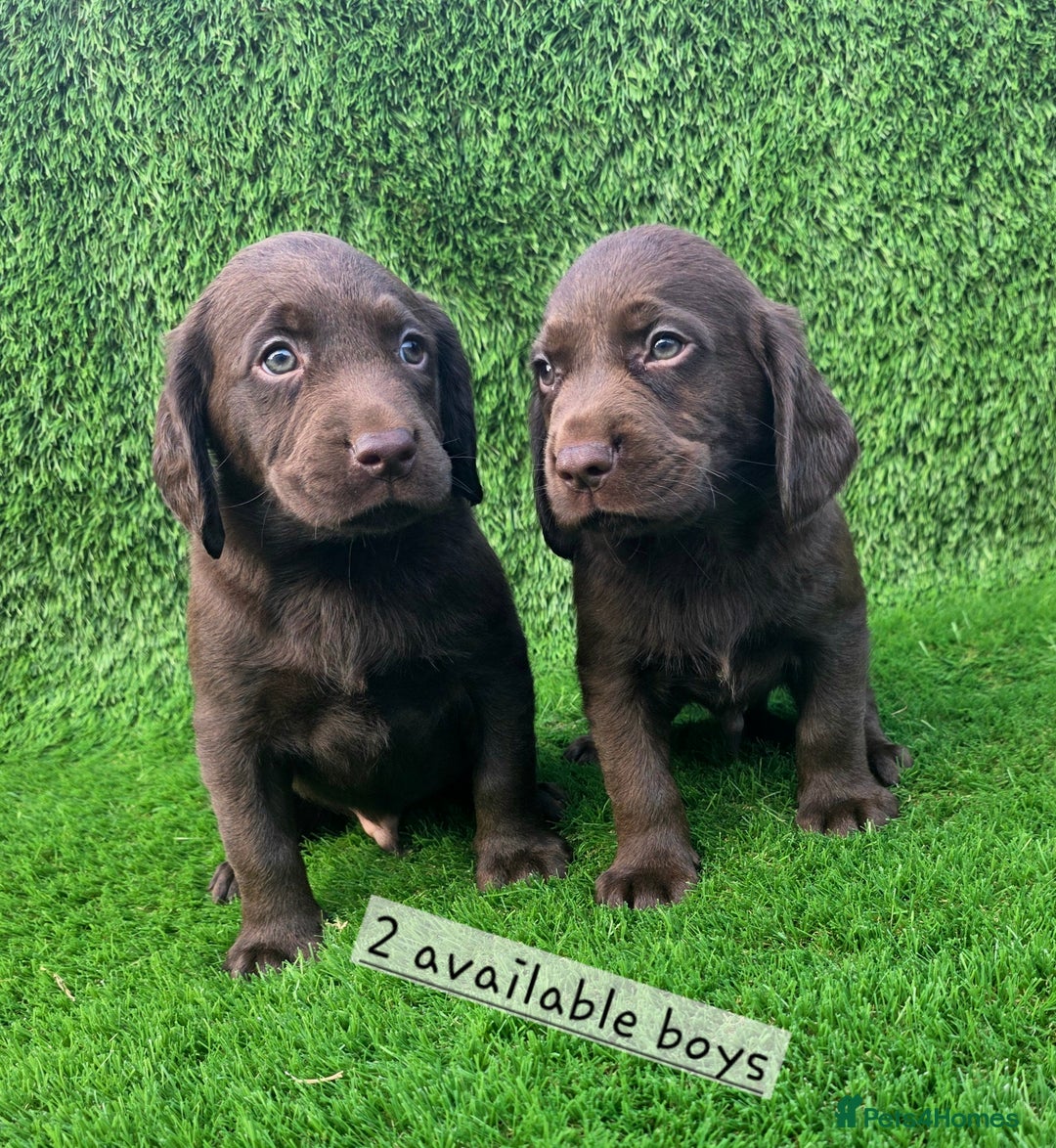 Cockerdor dogs for sale: READY NOW CHOCOLATE COCKERDORS - Image 8