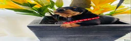 Miniature Dachshund dogs for sale: STUNNING Miniature Dachshund Puppies!!! - Advert 19
