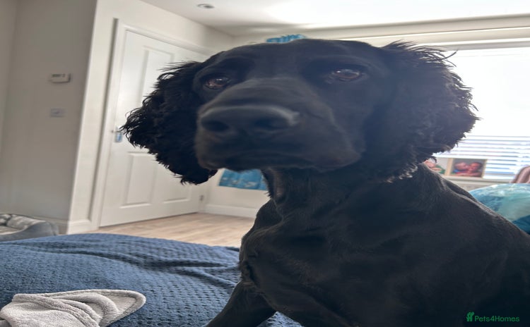 Cocker Spaniel dogs - Advert 1
