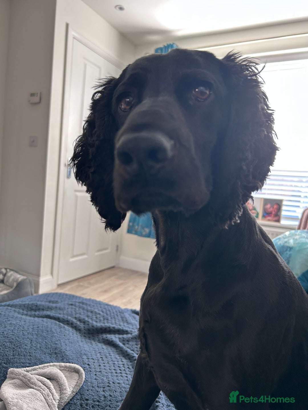 Cocker Spaniel dogs for sale: 4 year old Male Working Cocker Spaniel - Image 1