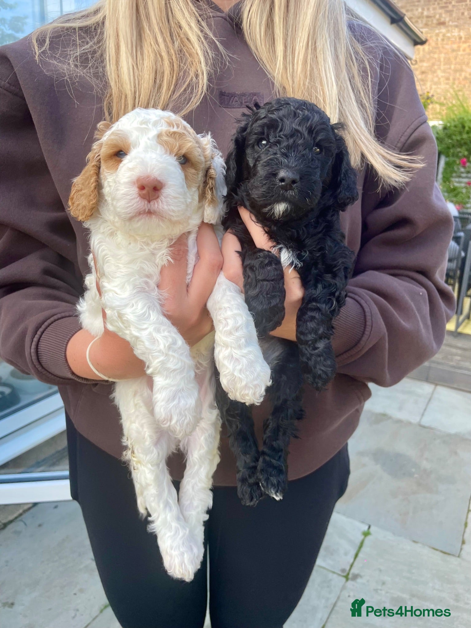 Cockapoo dogs Absolutely Stunning & Unique Cockapoo Pups! - Advert 4