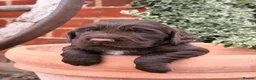 Cocker Spaniel dogs for sale: Cocker spaniel puppies  - Advert 2