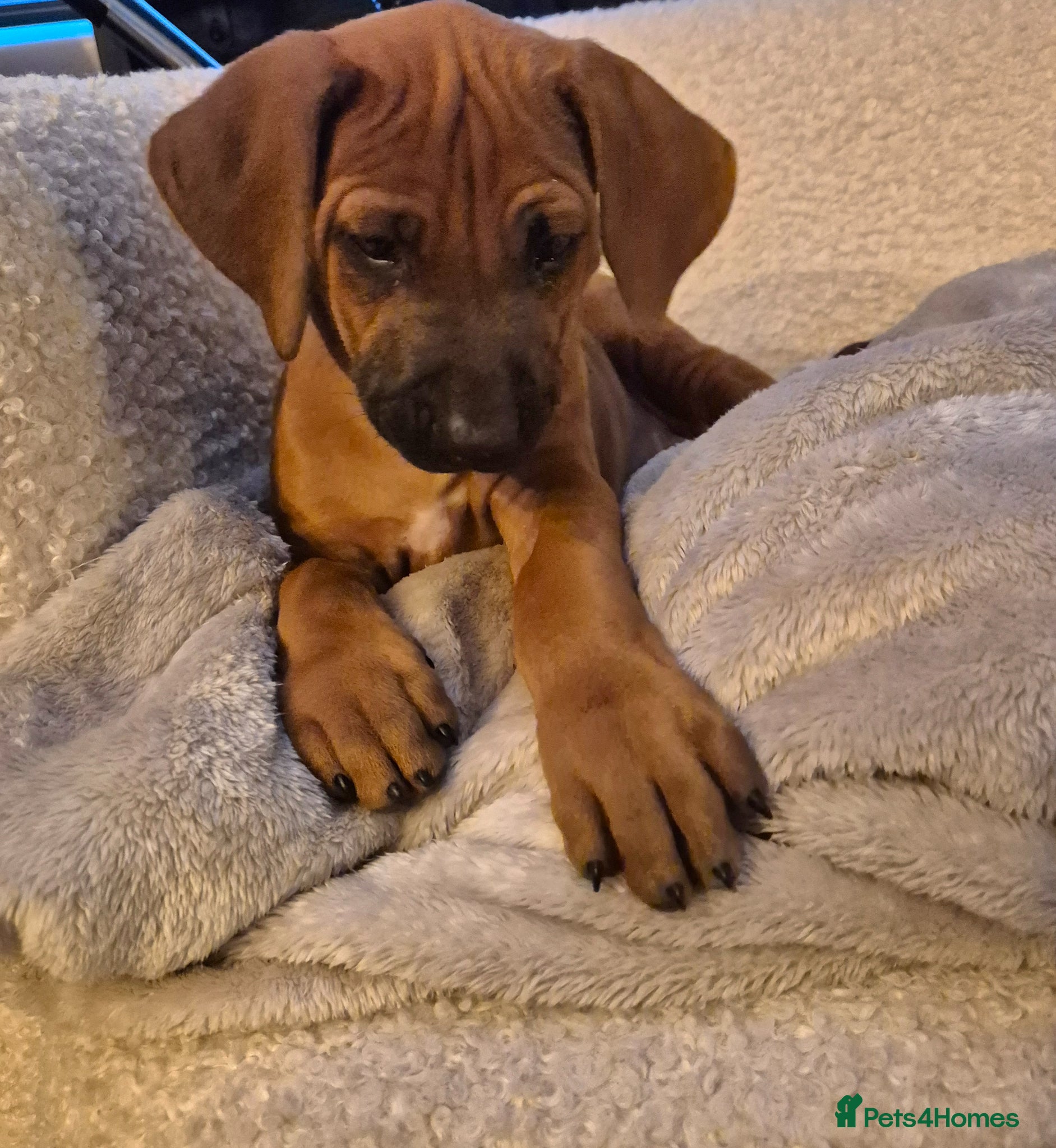 Rhodesian Ridgeback dogs BEAUTIFUL! RHODESIAN RIDGEBACK PUPS! Ready 7th may - Advert 18