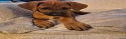 Rhodesian Ridgeback dogs for sale: 4x FEMALE RHODESIAN RIDGEBACK PUPS!! - Advert 11