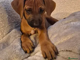 Rhodesian Ridgeback dogs BEAUTIFUL! RHODESIAN RIDGEBACK PUPS! Ready 7th may - Advert 4
