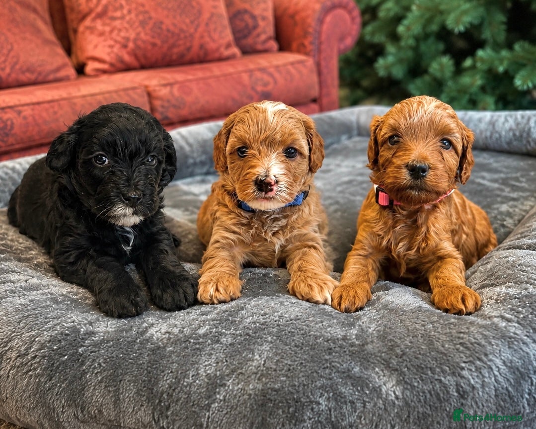 Lhasapoo dogs Lhasapoo Puppies - Advert 6