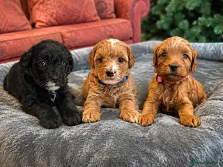 Lhasapoo dogs Lhasapoo Puppies - Advert 6