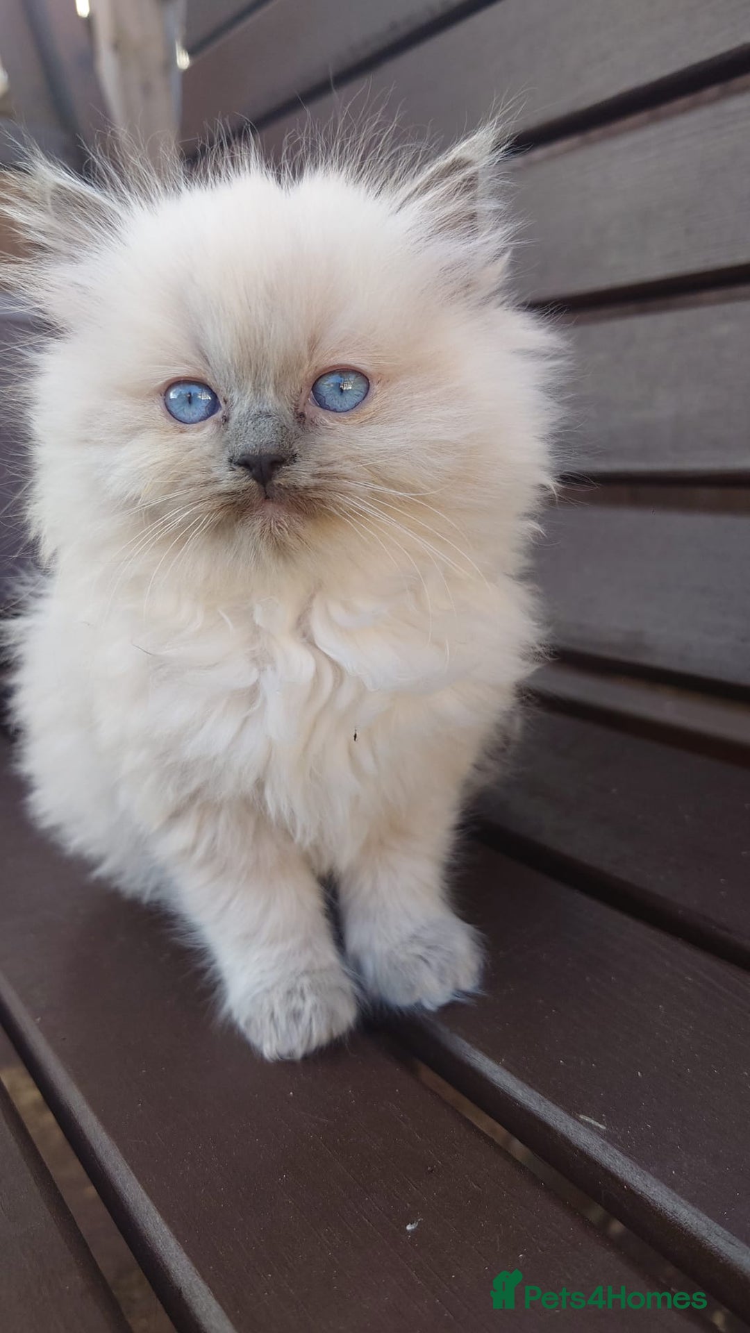 Ragdoll cats for sale: BEAUTIFUL PURE RAGDOLL KITTENS - Image 7