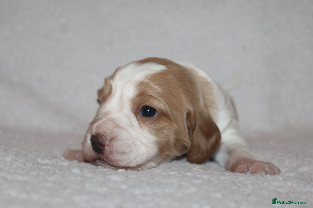 Cocker Spaniel dogs for sale: Working cocker spaniels - Advert 10