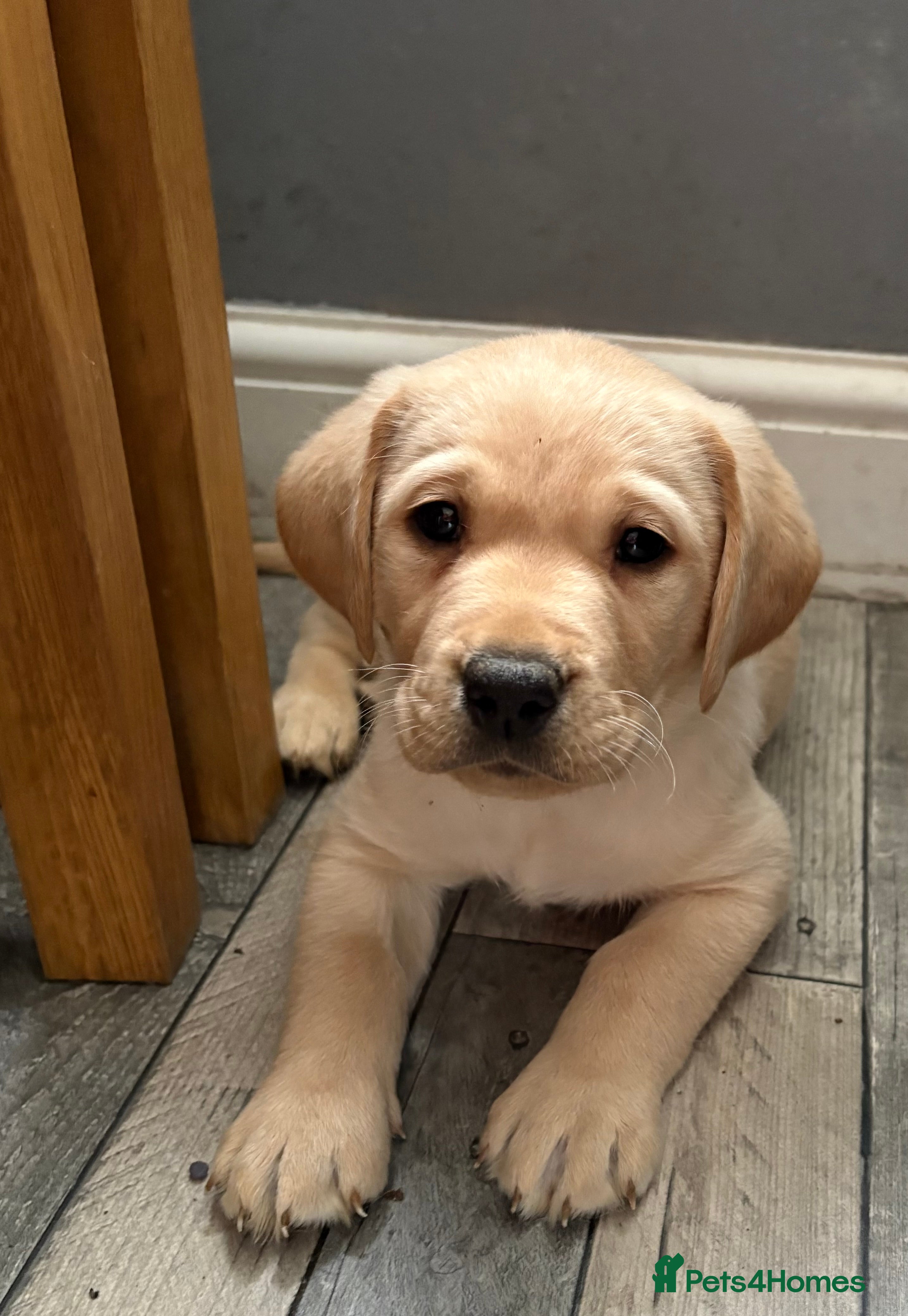 Labrador Retriever dogs Stunning litter of Labrador puppies - Advert 9