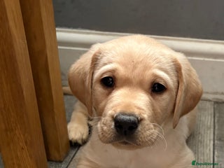 Labrador Retriever dogs Stunning litter of Labrador puppies - Advert 9