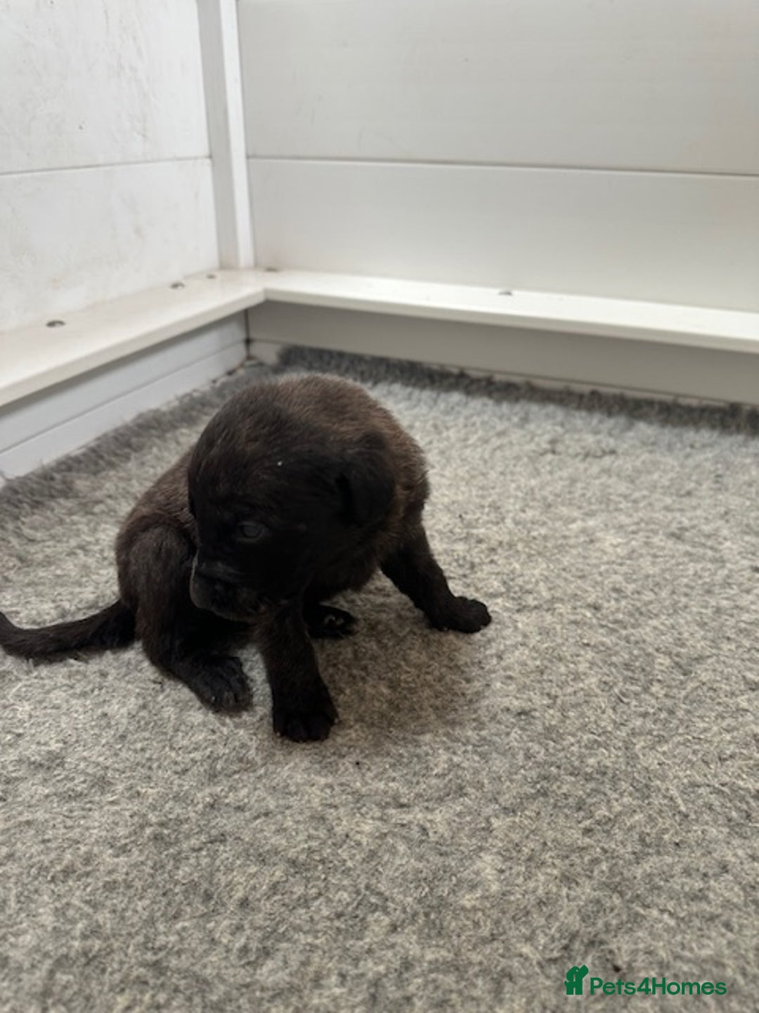 Mastiff dogs for sale: Pedigree Puppies of our Portuguese cattle dogs. - Image 13
