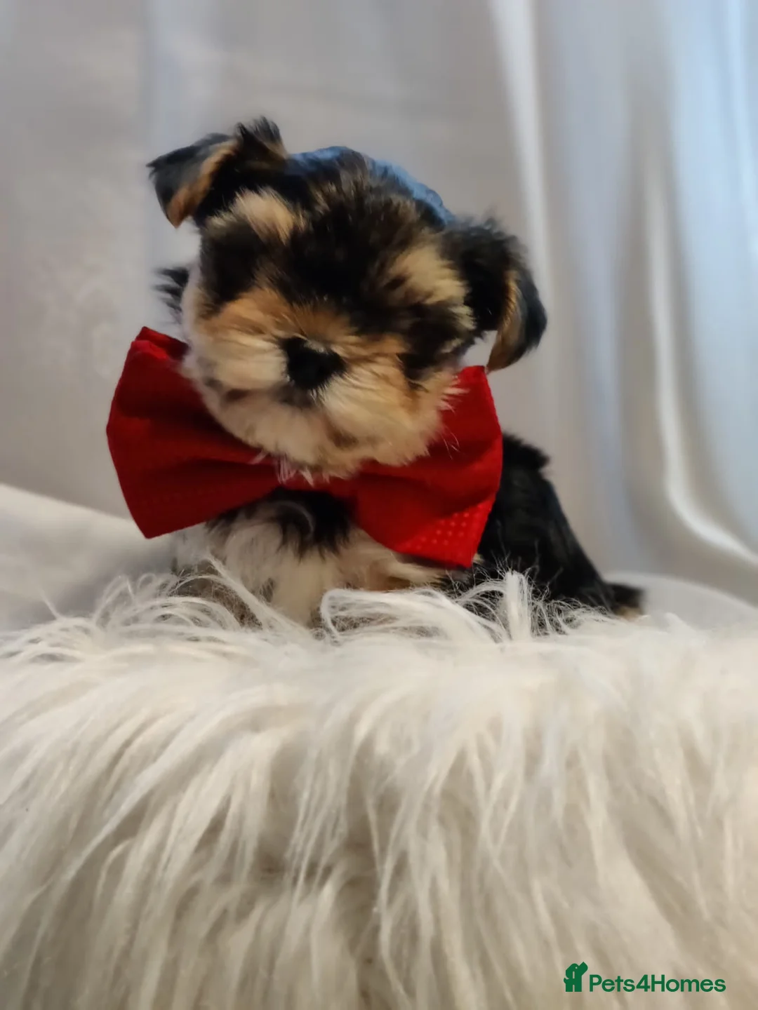 Yorkshire Terrier dogs for stud:  PEDIGREE Yorkshire terrier for STUD  in Hull - Advert 20