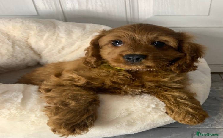 Cavapoo dogs - Advert 2