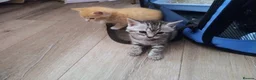 Mixed Breed cats for sale: Stunning Torbie girl ready to leave now  - Advert 22