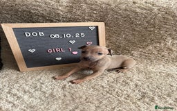 Italian Greyhound dogs for sale: Italian greyhound puppies - Advert 1