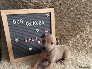 Italian Greyhound dogs Italian greyhound puppies - Advert 9